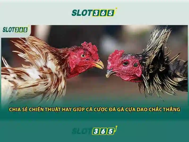 Khuyến mãi và chương trình thưởng