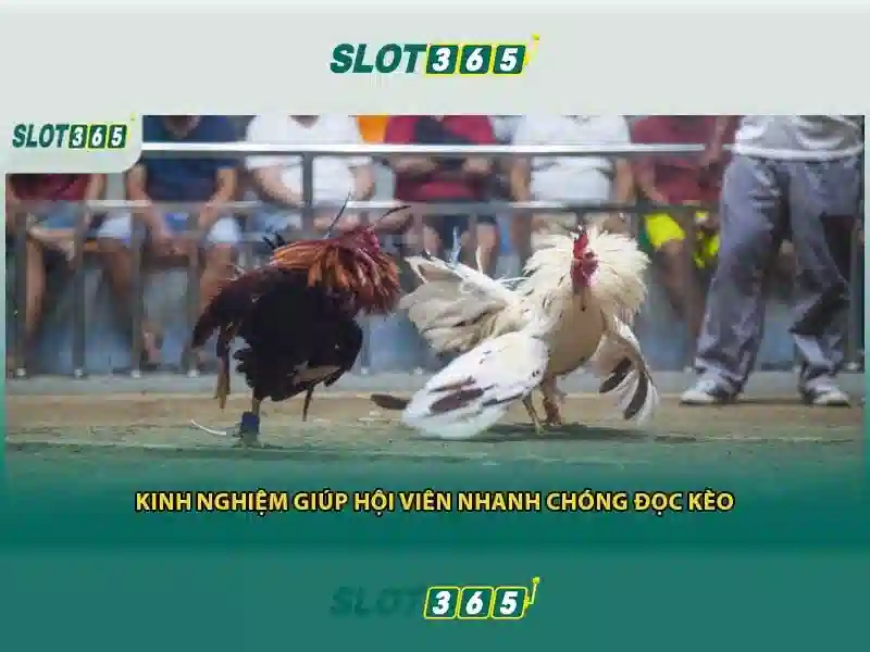 Lý do nên chọn Slot365