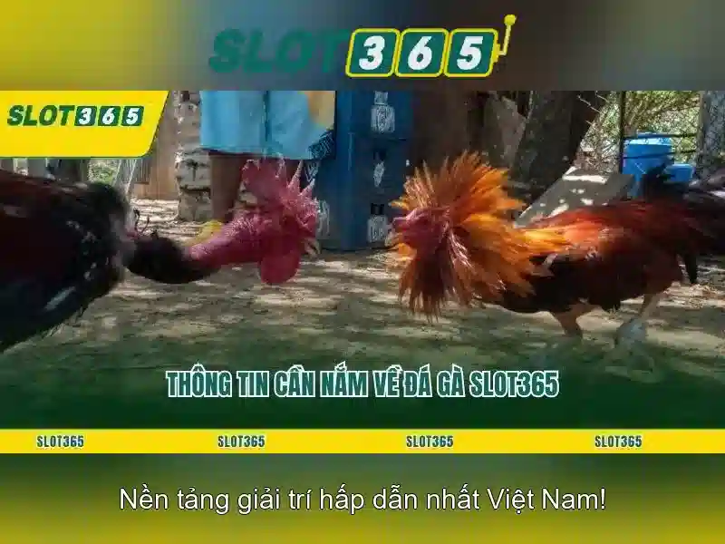 Slot365: Nền tảng casino trực tuyến đáng tin cậy