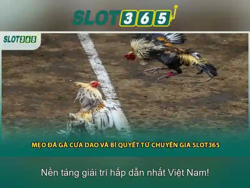 Slot365 - Giới thiệu nền tảng đánh bạc trực tuyến cho người chơi Việt