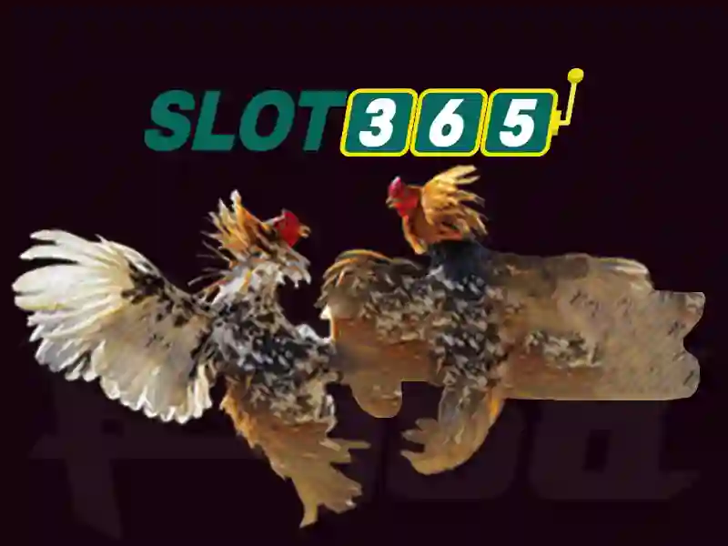 Tính năng nổi bật Slot365